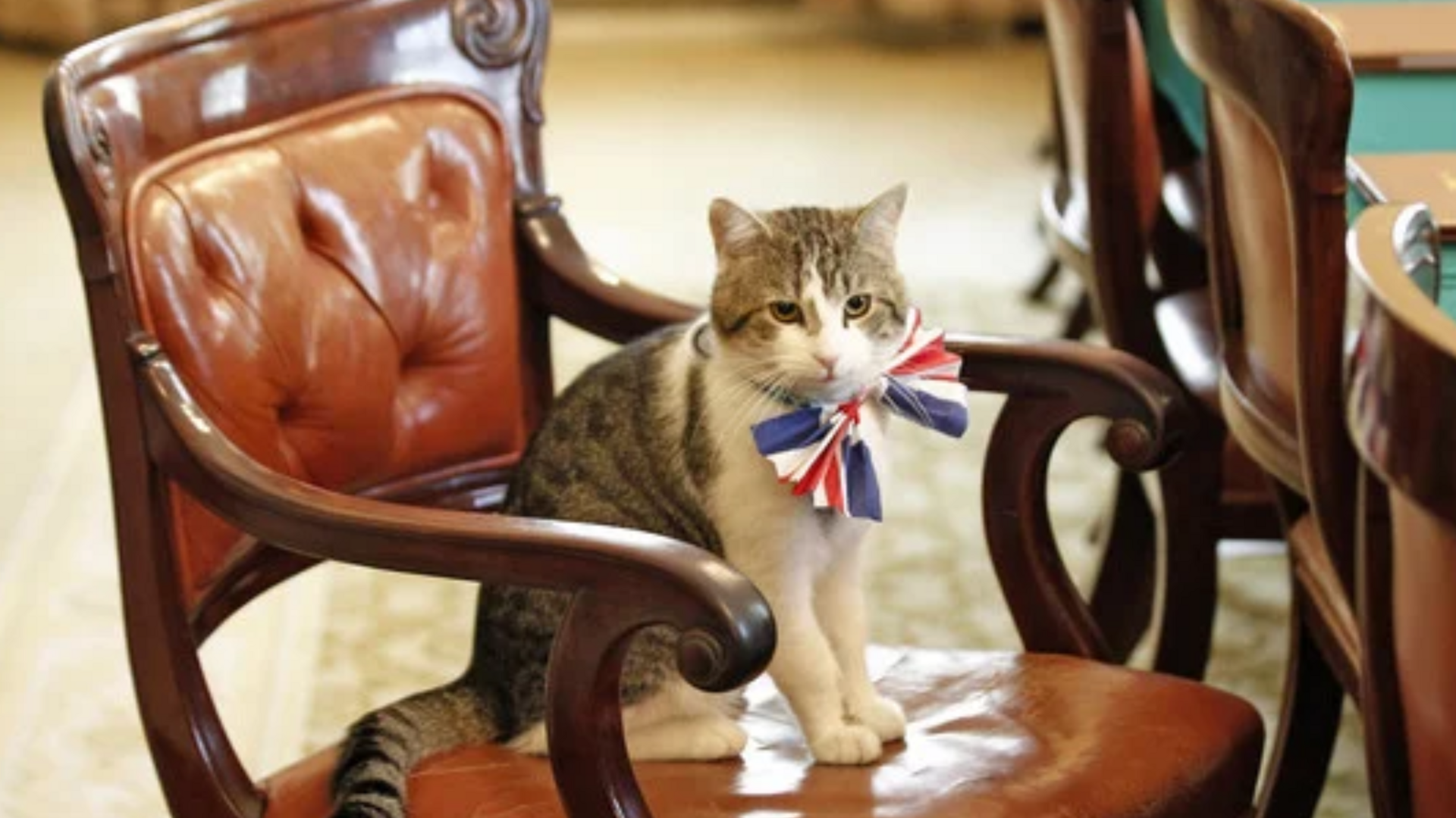 Larry the Cat The Chief Mouser to the Office at 10 Downing