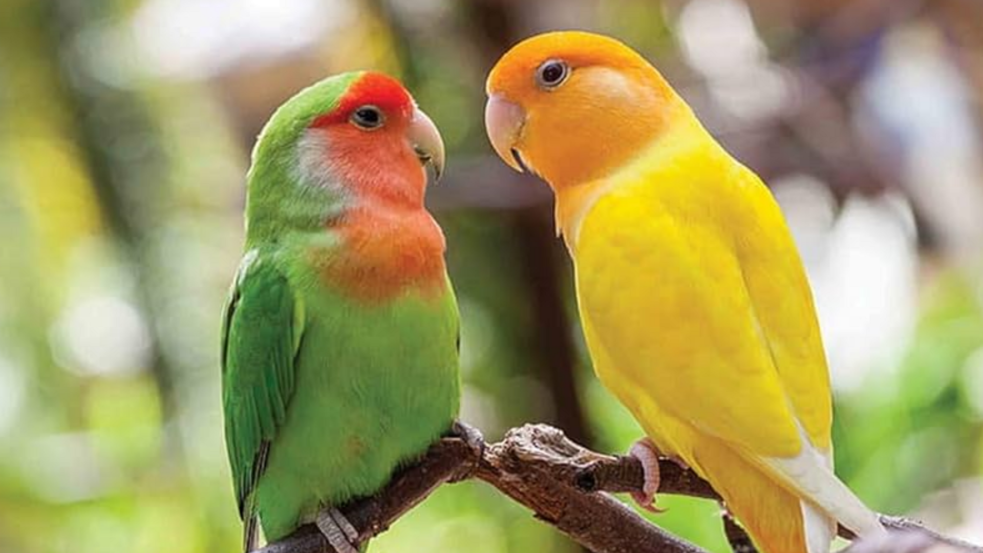 Lovebird pet care breeding guide the pets
